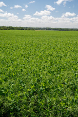 Fototapeta na wymiar Argiculture in Pays de Caux, fields with green peas plants, Normandy, France
