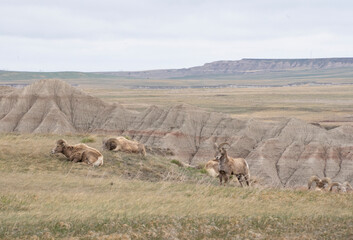 Fototapeta premium herd of bighorn sheep