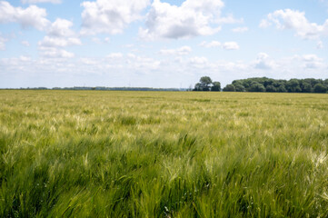 European grains, green fields of wheat plants in Pays de Caux, Normandy, France