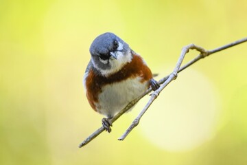 Bay-chested Warbling-Finch (Castanozoster thoracicus)