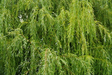Hanging willow branches with green leaves. Background from green willow leaves - obrazy, fototapety, plakaty