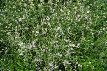 Fototapeta premium Night Scented Stock, Matthiola longipetala fragrant flower