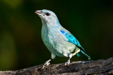 Azure-shouldered Tanager (Thraupis cyanoptera)