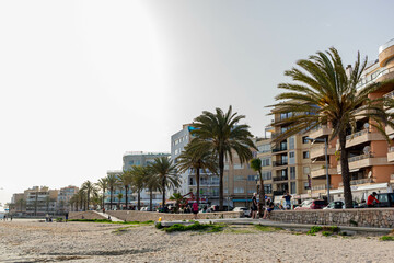 Fototapeta premium palm trees in the city