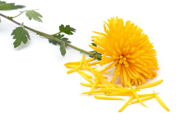 One yellow chrysanthemum.