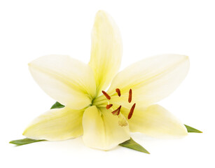 White lily with leaves.