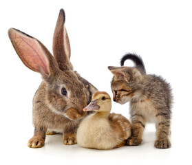 Obraz premium Rabbit, kitten and duckling.