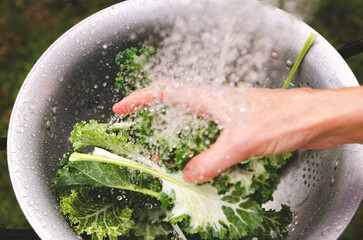 A hand washing white and green kale leaves in a colander.