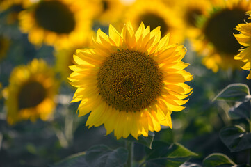 Close up sunflower in the field with blue sky.