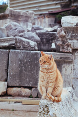 Cat sitting on the ruins of the Ancient Greek City Ephesus