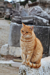 Obraz premium Cat sitting on the ruins of the Ancient Greek City Ephesus