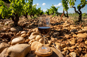 Glass of red dry wine and large pebbles galets and sandstone clay soils on vineyards in Châteauneuf-du-Pape ancient wine making village in France