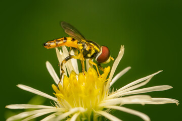 Small hover fly gathering pollen on a symphyotricum flower