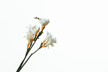 Color photo with white magnolia flowers and splashes, drops of water on a white isolated background.
