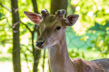 Dama dama - European Fallow Deer has beautiful antlers and lies in the setting sun in the woods among the trees