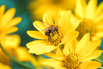 Honey Bee collecting pollen on yellow rape flower against blue sky. Bee on a yellow flower. Bee close up