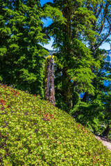 Moss Covered Dead tree trunk in Crater lake National Park