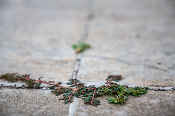 Purslane weed growing through a crack and joint between two concrete slabs.