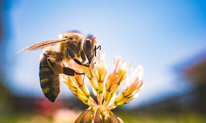 Closeup of honey bee at work on white clover flower. Pollination concept - obrazy, fototapety, plakaty