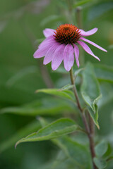 Echinacea purpurea also known as the eastern purple coneflower, purple coneflower, hedgehog coneflower, or echinacea. Macro photo of pink flowers