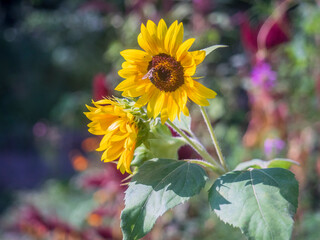 Sunflower 32