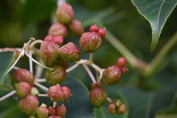 Euscaphis japonica berries. Called 'Gonzui tree' in Japan. Staphyleaceae deciduous tree. The fruiting period is from August to November. When ripe, it splits open to reveal black seeds.