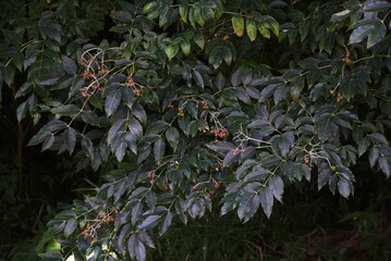 Euscaphis japonica berries. Called 'Gonzui tree' in Japan. Staphyleaceae deciduous tree. The...