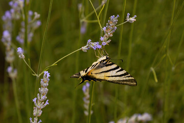 close up of a swallow tail butterfly on a blooming lavender