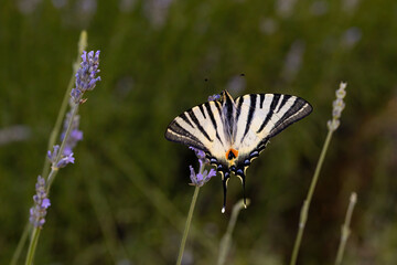 close up of a swallow tail butterfly on a blooming lavender
