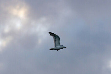 seagull in flight 