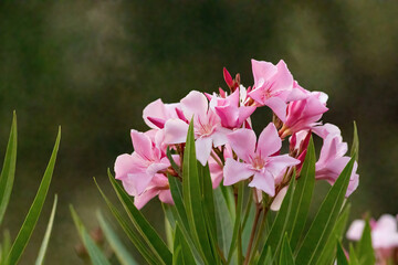 close up of a blooming oleander flower