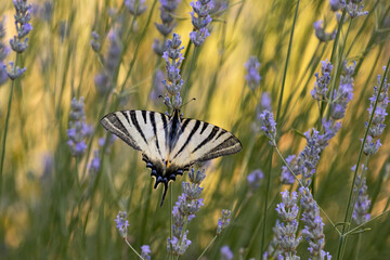 close up of a swallow tail butterfly on lavender