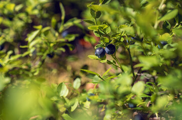 Bilberries, or often European blueberrie (lat. Vaccinium myrtillus) shrub with ripe dark blue fruits growing in the forest at sunny summer day.