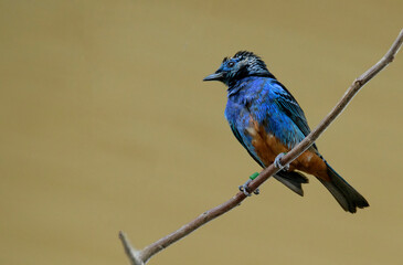 Beautiful blue bird isolated against a brown background