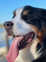 Bernese Mountain Dog 