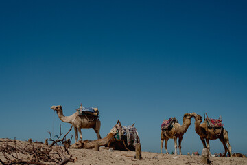 Camel in essaouira beach