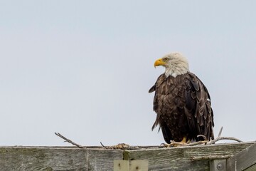 Bald eagle perched on wooden surface against blue sky background