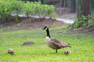 View of the Canada goose with two other goslings standing on the green grass