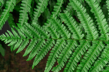 Fototapeta na wymiar Close-up of fern branch, natural fern leaf macro, Polypodiophyta natural leaf form, natural background