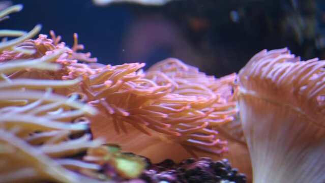 Anemone is bubbly in water. A species of sea anemones of the family Actiniidae.
