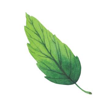 Green leaf drawing watercolor isolated on white background. Watercolor botanical illustration.