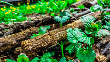 Tiny World