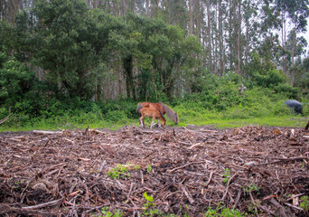 mare and foal grazing together