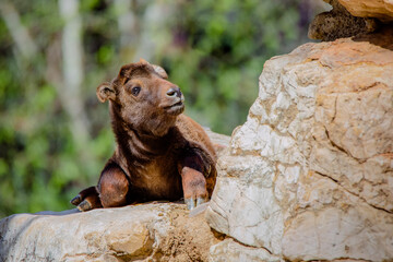 Full body portrait of a young mishmi takin resting on a rock outside