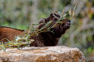 Cute portrait of a young mishmi takin playing with a branch