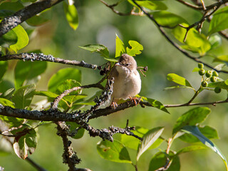 Grey warbler bird (Latin Sylvia communis).
 It is a small mobile bird smaller than a sparrow. The dorsal side is grayish-brown with ash-gray coloration of the head, sides of the neck and upper tail, t