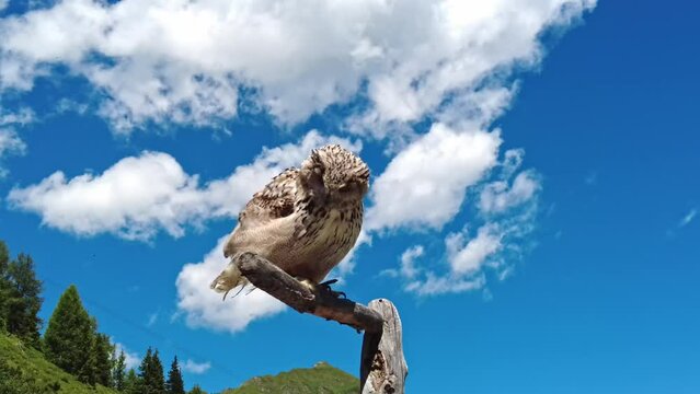 Eagle-owl, also called the Uhu