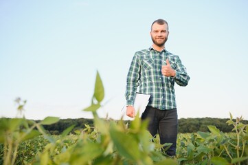 Farm worker controls development of soybean plants. Agronomist checking soya bean crops growing in the field