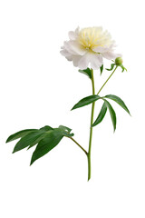 stem with leaves and flower of a tree-shaped maroon peony, isolate for clipping on a white background