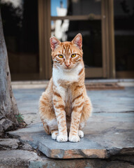 Cat in Athens © Krzysztof